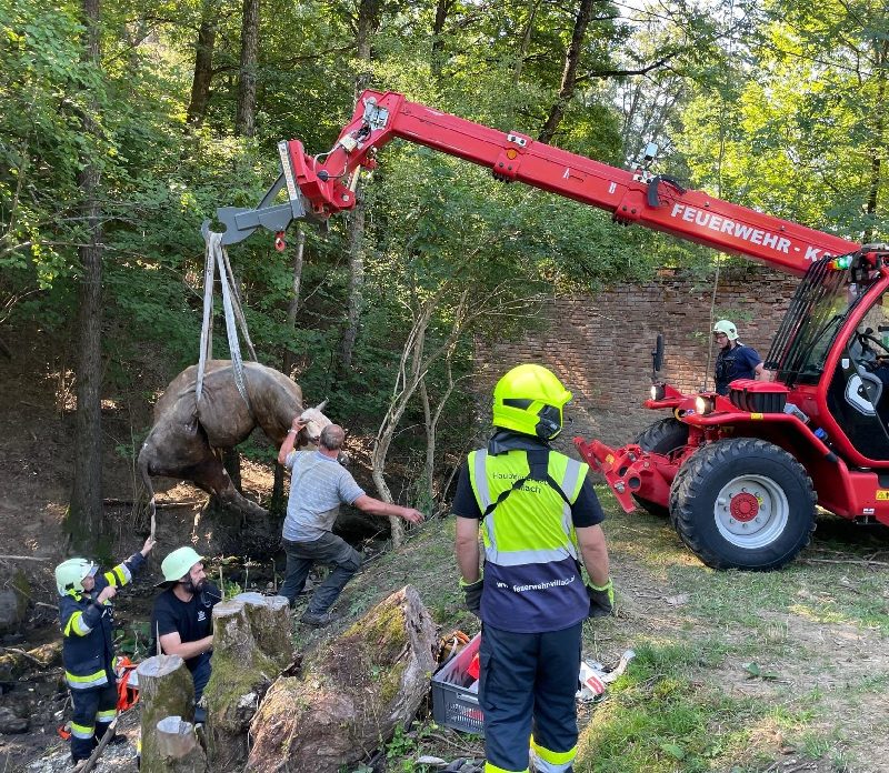 Tierrettung – Kuh in Bachbett gefallen (Bild 2)